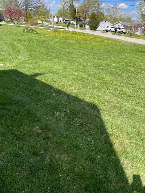Wide green front lawn along a sunny neighborhood street