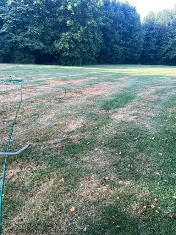 Thin, summer-stressed lawn with a garden hose across it