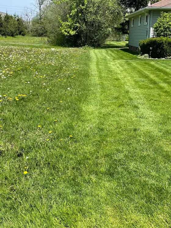 Striped green lawn next to a strip of grass full of dandelions
