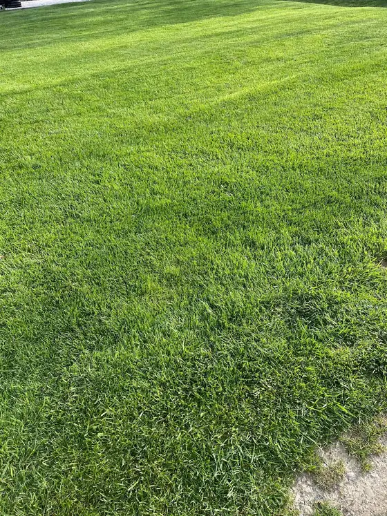 Close-up of thick, healthy green turf